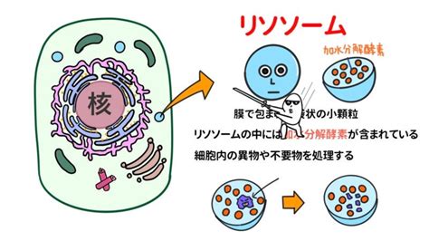 破損|破損(ハソン)とは？ 意味や使い方